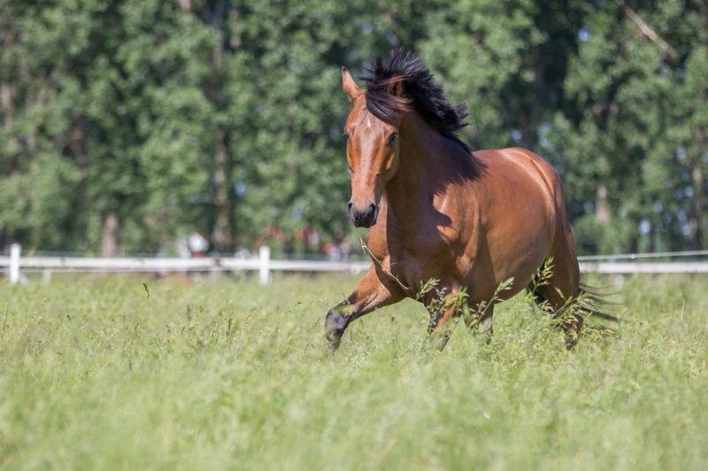 Pferdeidylle Direkt Neben Berlin In Dallgow Dallgow-Doeberitz Exterior foto